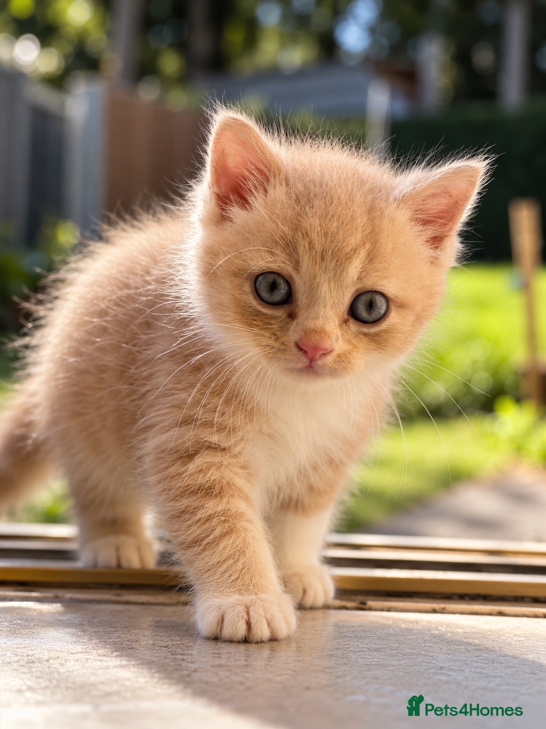 Exotic cats 🐾 Beautiful Cream & White Exotic-Persian Boy  - Advert 18