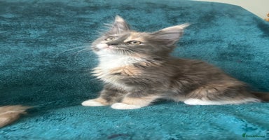 Maine Coon cats - Advert 7