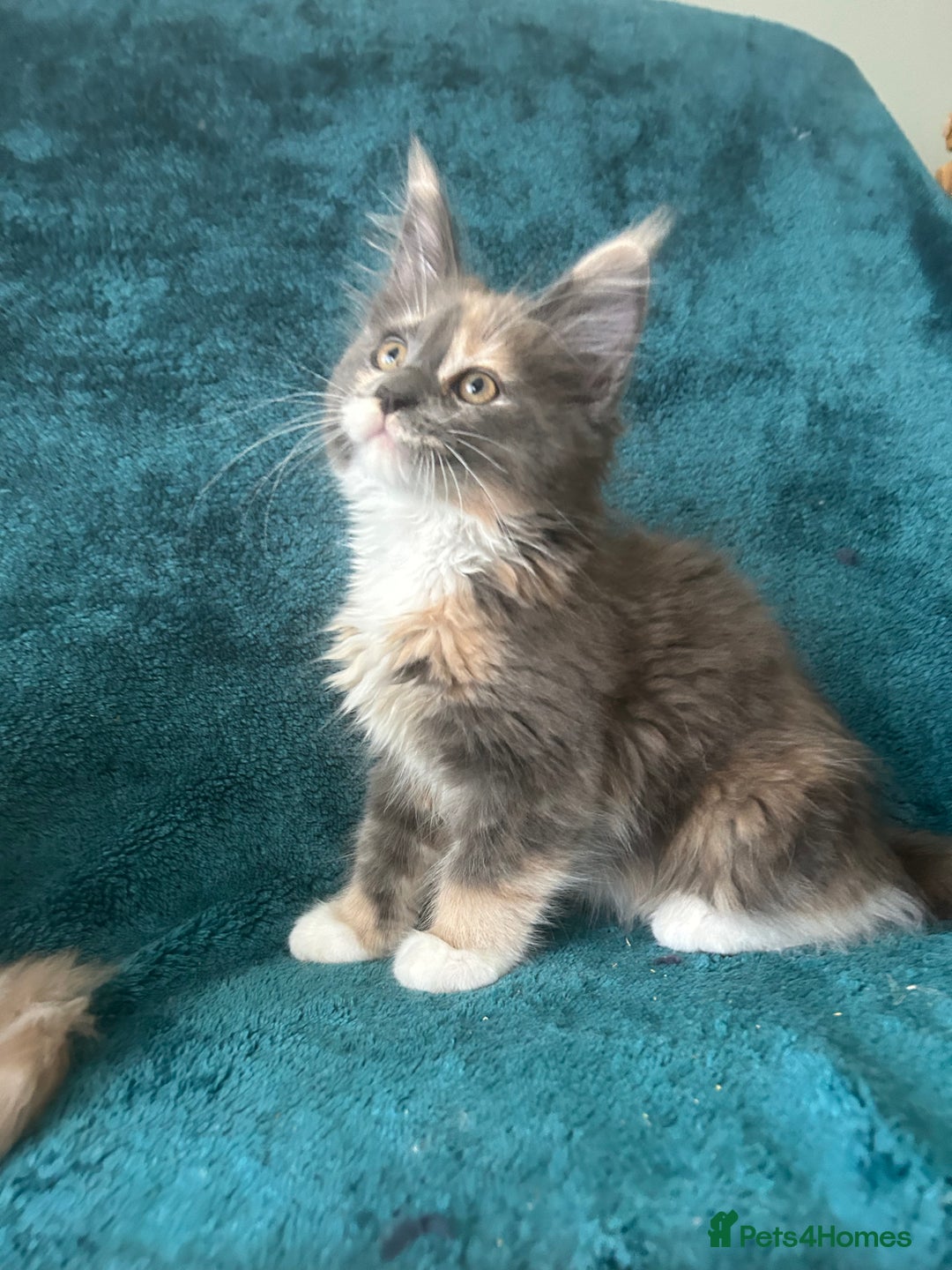 Maine Coon cats for sale: 4 LEFT! Tica registered non active mainecoons - Image 4