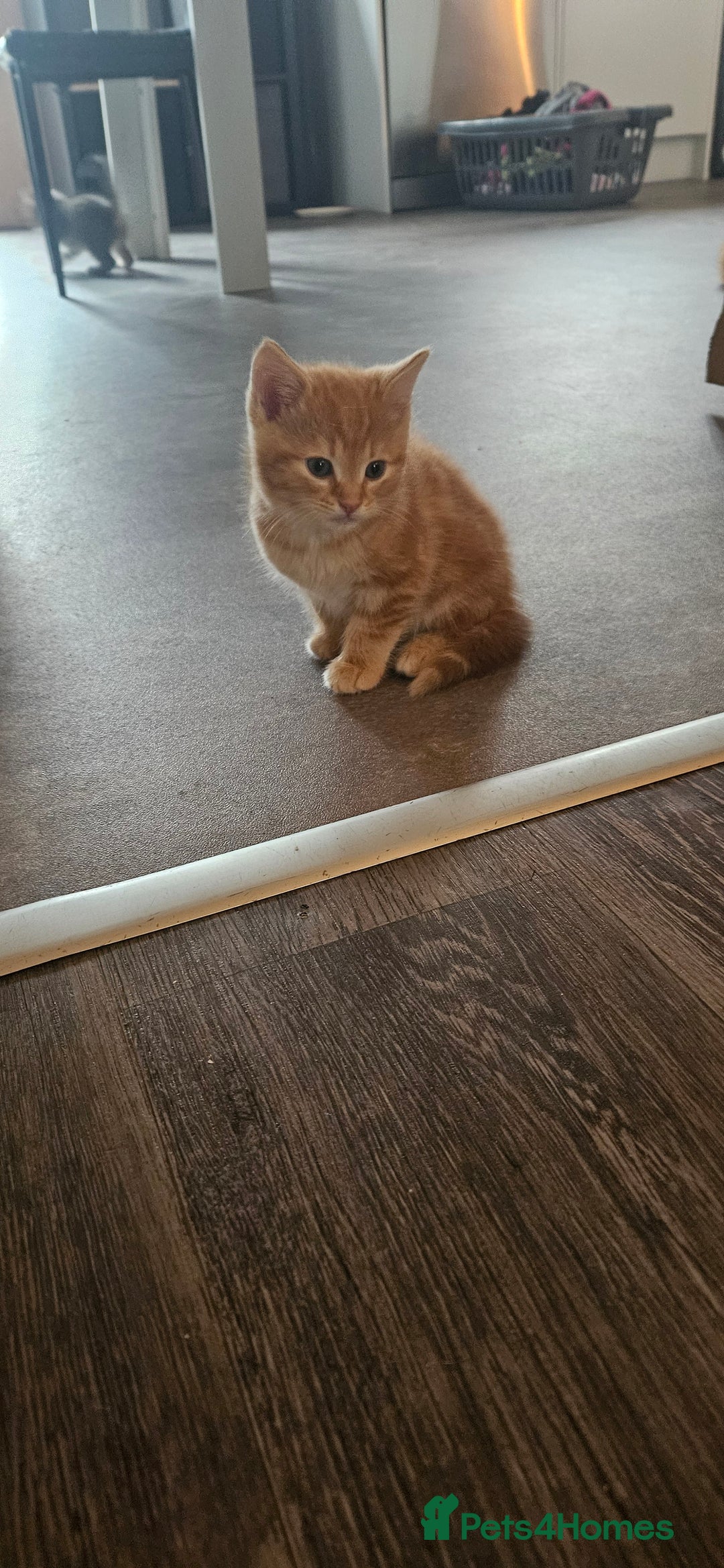 Mixed Breed cats for sale: Mainecoon bloodline  - Advert 2