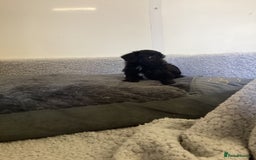 Mixed Breed dogs for sale: Whippet x bedlington - Image 4