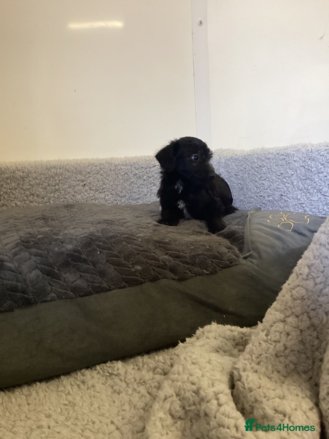 Mixed Breed dogs for sale: Whippet x bedlington - Image 4