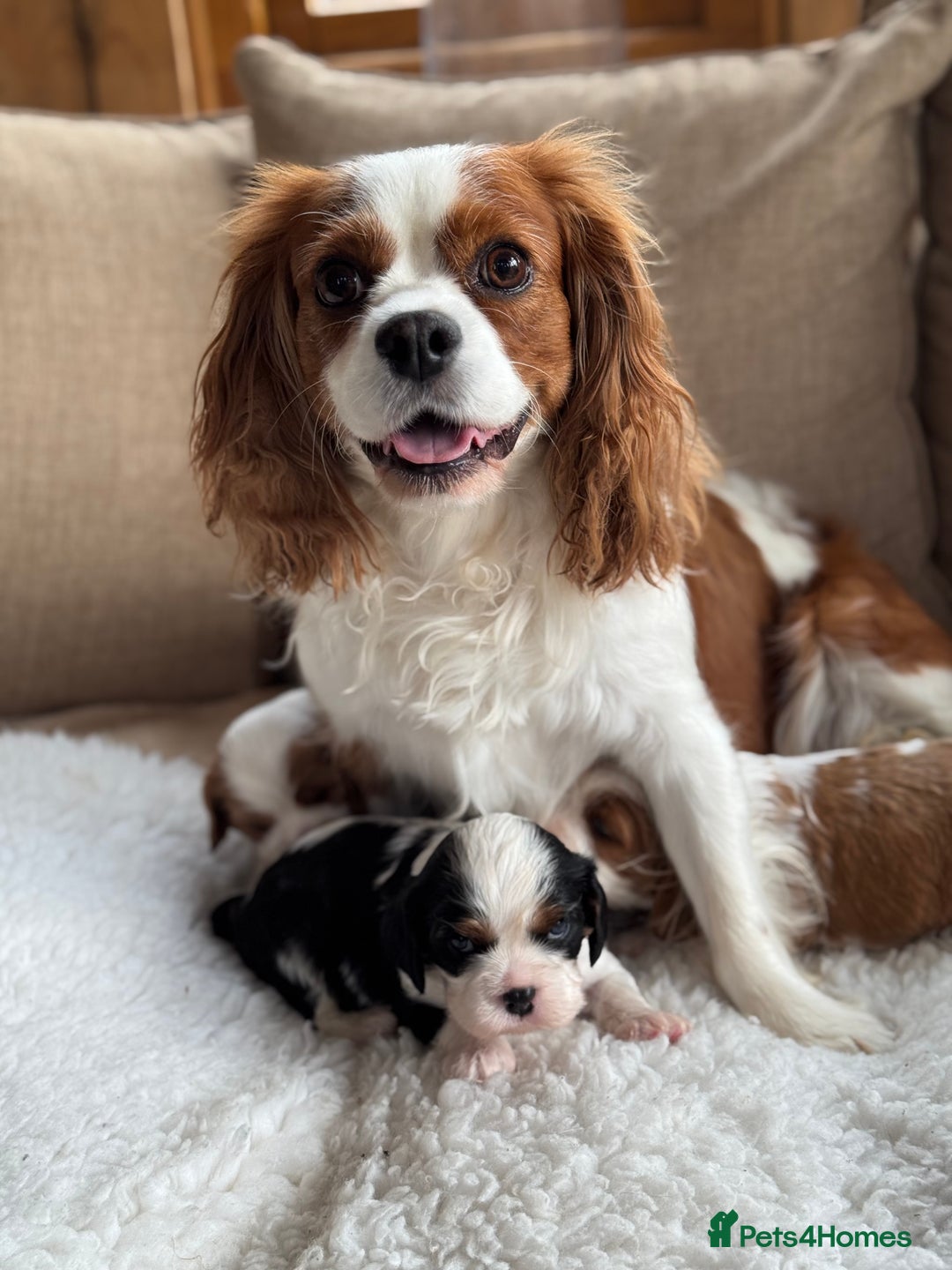 Cavalier King Charles Spaniel dogs for sale: Exstensively Health Tested Cavalier King Charle - Image 9