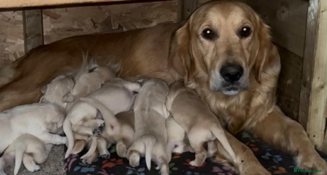 Golden Retriever dogs for sale: Golden retriever puppies - Image 5