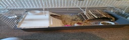 Guinea Pig rodents for sale: 2 male guinea pigs - Advert 5