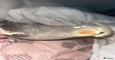 Cockatiels birds COCKATIEL BIRD - URGENT NEEDS TO GO ASAP!!! - Advert 10