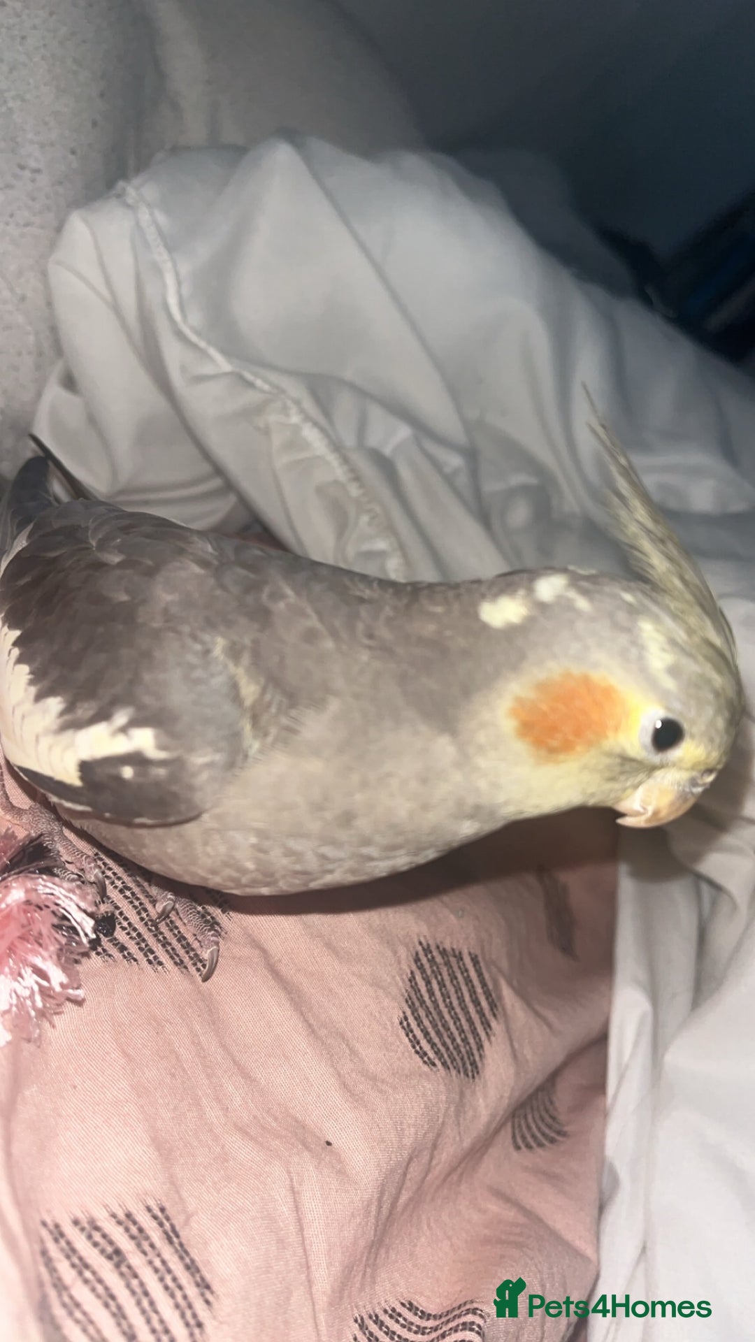 Cockatiels birds for sale: COCKATIEL BIRD - URGENT NEEDS TO GO ASAP!!! - Advert 3
