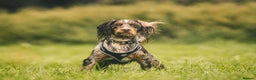 Cocker Spaniel dogs for stud: Chocolate Tri Merle Cocker Spaniel Stud in Darlington - Advert 5