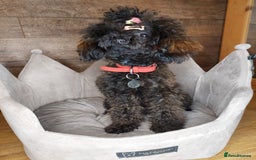 Toy Poodle dogs for sale: Full Asian poodle  - Image 7