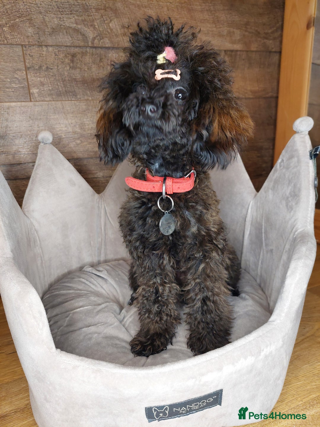 Toy Poodle dogs for sale: Full Asian poodle  - Image 7