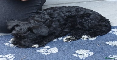 Miniature Schnauzer dogs - Advert 10