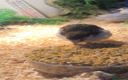 Quail poultry for sale: Chinese painted quail  - Image 3