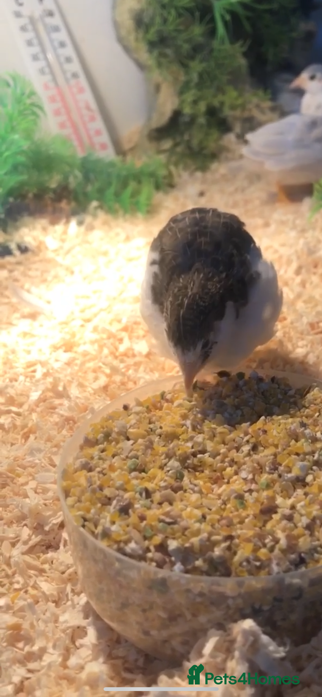 Quail poultry for sale: Chinese painted quail  - Image 3