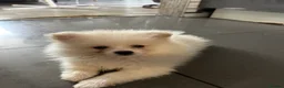 Pomeranian dogs for sale: 3 Pure white Pomeranians - 1 girl 2 boys - Advert 3