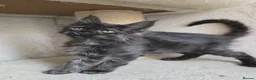 Maine Coon cats for sale: READY NOW Black Smoke Maine Coon Kitten - Advert 17