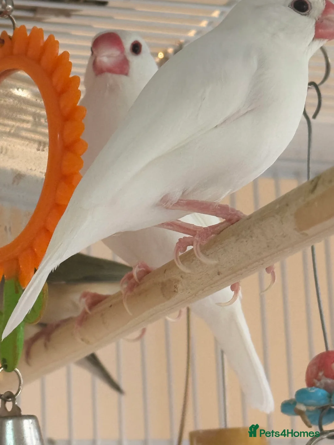 Finches birds for sale: Java sparrows bonded male and female 6 months old  - Advert 6
