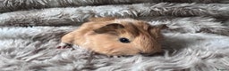 Guinea Pig rodents for sale: Baby guinea pigs Sows& Boars are can be reserved - Advert 5
