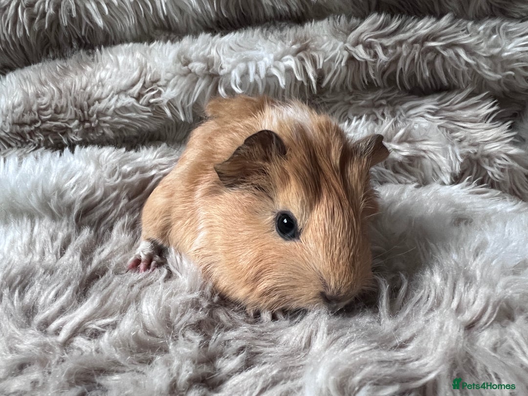 Guinea Pig rodents for sale: Baby guinea pigs Sows& Boars are can be reserved - Advert 5