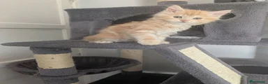 Maine Coon 1