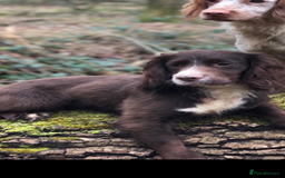 Sprocker dogs for sale: Beautiful F1 Sprocker Spaniel Puppies. in King's Lynn - Image 20