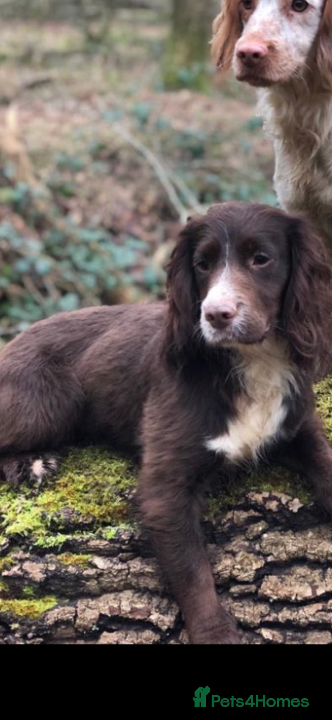 Sprocker dogs for sale: Beautiful F1 Sprocker Spaniel Puppies. in King's Lynn - Image 20