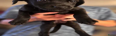 Labrador Retriever 5