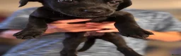 Labrador Retriever dogs for sale: Labrador Retrievers Ready Now  - Advert 18