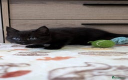 Maine Coon cats for sale: Maine Coon - Image 25