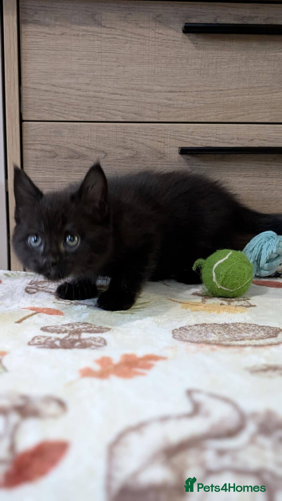 Maine Coon cats for sale: Maine Coon - Image 25