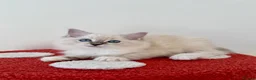 Ragdoll cats for sale: ✨ Exceptional Ragdoll Kittens Ready to leave ✨ - Advert 5