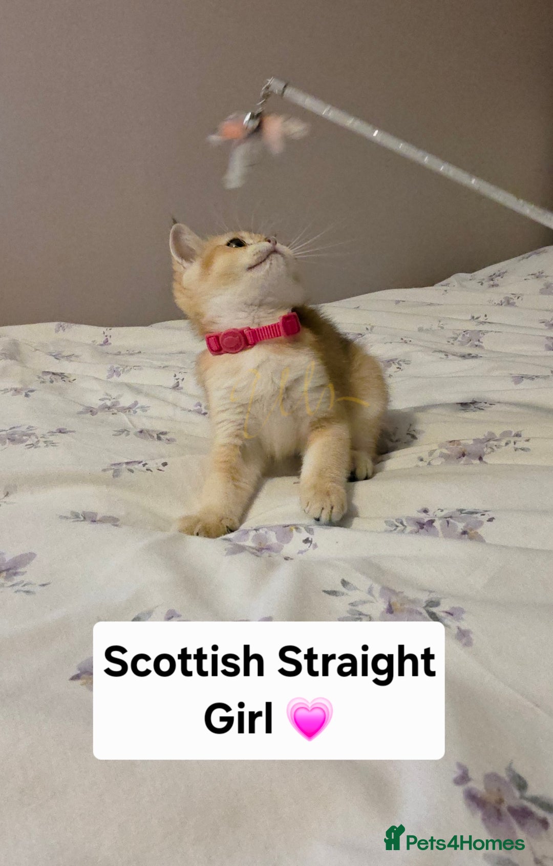 Scottish Fold cats for sale: Purebred Golden chinchilla TICA registered - Image 14
