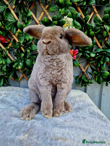 Gallery Image {{count}}