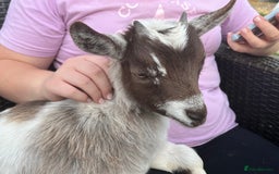 Goats livestock for sale: Gorgeous Chocolate & White Female Baby Pigmy - Image 1