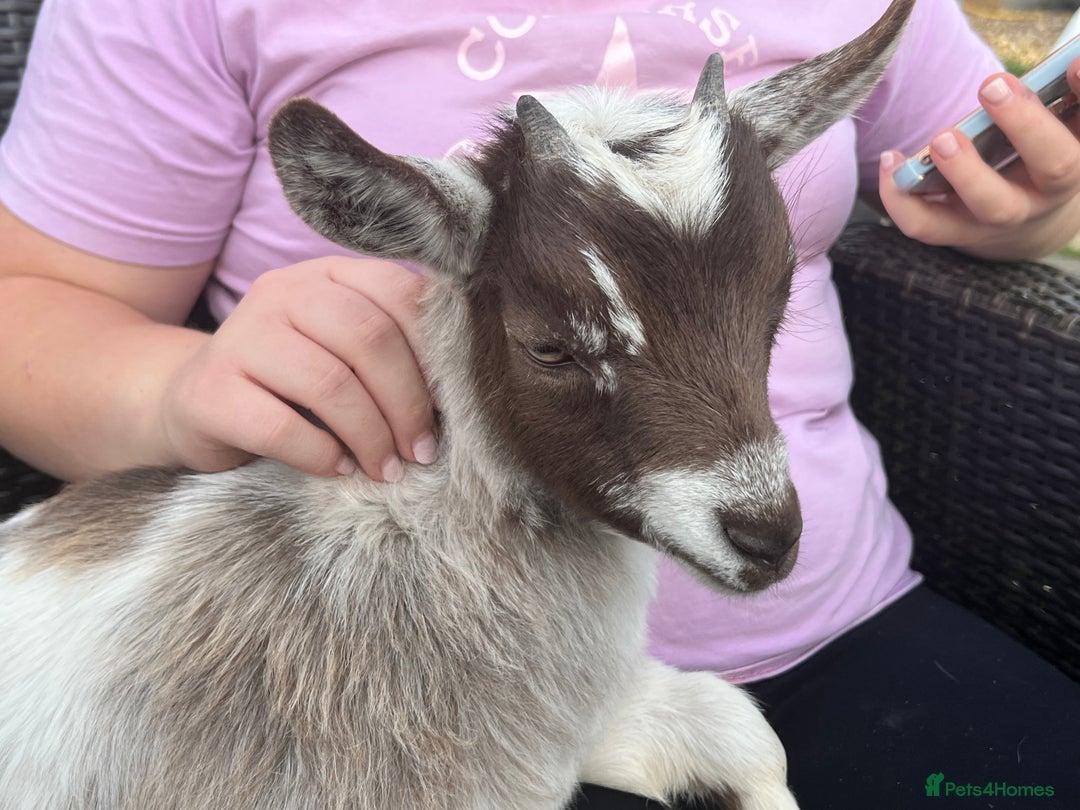 Goats livestock for sale: Gorgeous Chocolate & White Female Baby Pigmy - Image 1