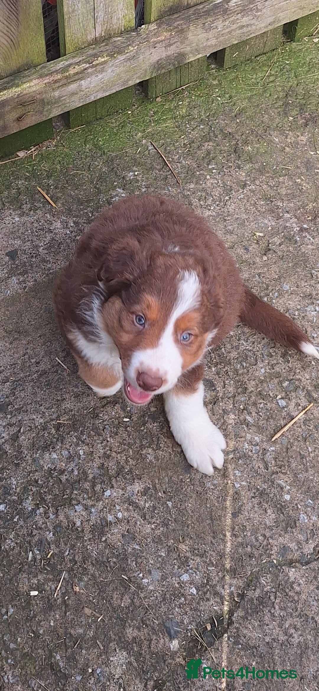 Border Collie dogs Border Collie puppies - Advert 8