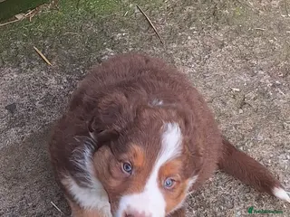 Border Collie dogs Border Collie puppies - Advert 8