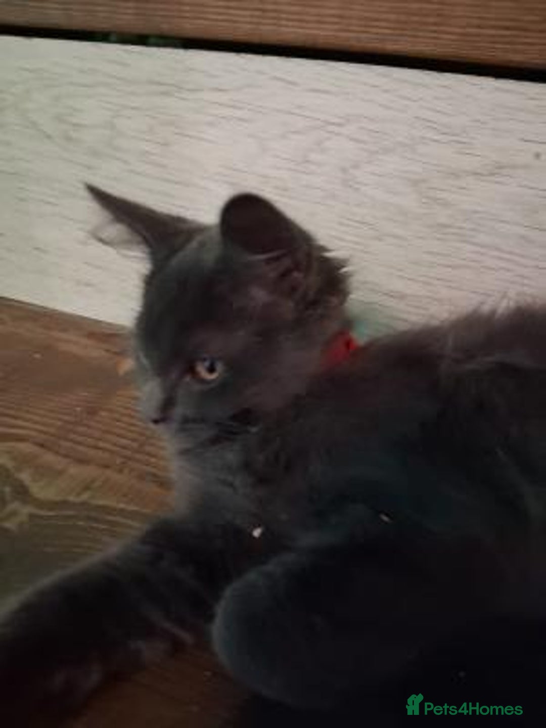 Maine Coon cats for sale: Maicoon mix XL - Image 3