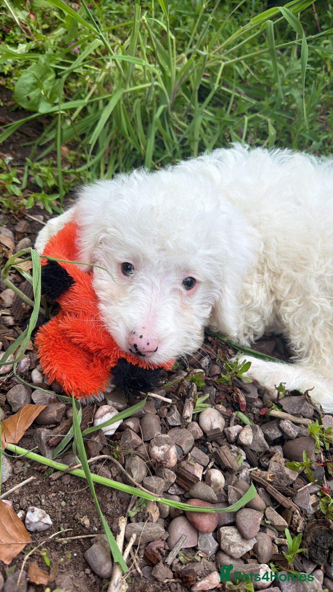 Mixed Breed dogs Mixed breed cockerpoo-lab - Advert 2