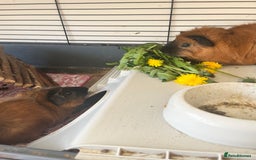 Guinea Pig rodents for sale: 2 male guinea pigs  - Advert 3