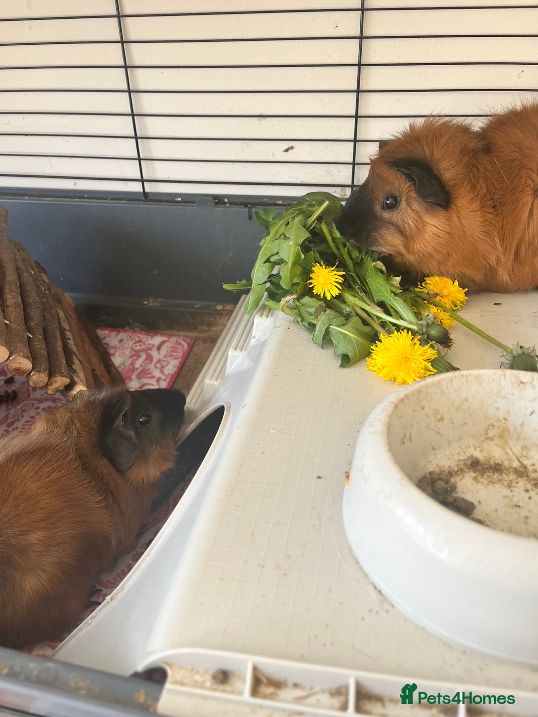 Guinea Pig rodents for sale: 2 male guinea pigs  - Advert 3