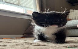 Mixed Breed cats for sale: Beautiful mixed breed kittens  - Image 5