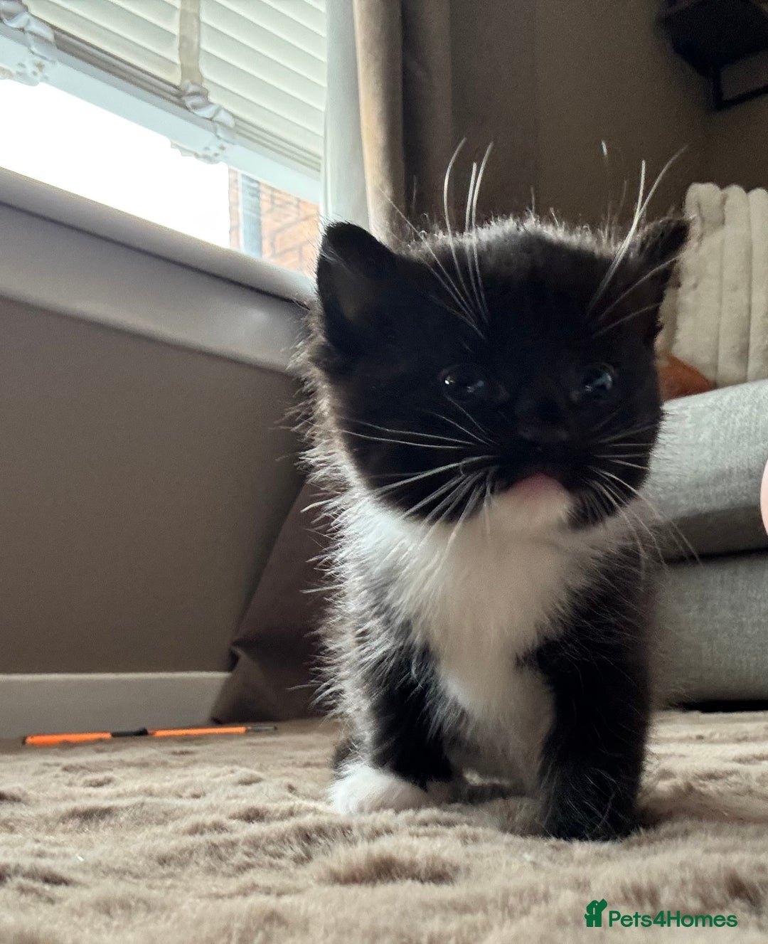 Mixed Breed cats for sale: Beautiful mixed breed kittens  - Image 5