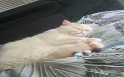 Exotic cats for sale: Stunning Rare Cream Van ESH Male - Image 4