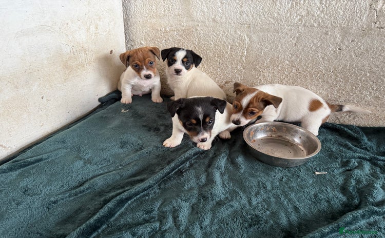 Jack Russell dogs - Advert 1