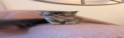Scottish Fold cats for sale: 8 Beautiful blue Scottish folds  - Advert 13