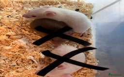 Hamster rodents for sale: baby hamsters  in Bungay - Image 4