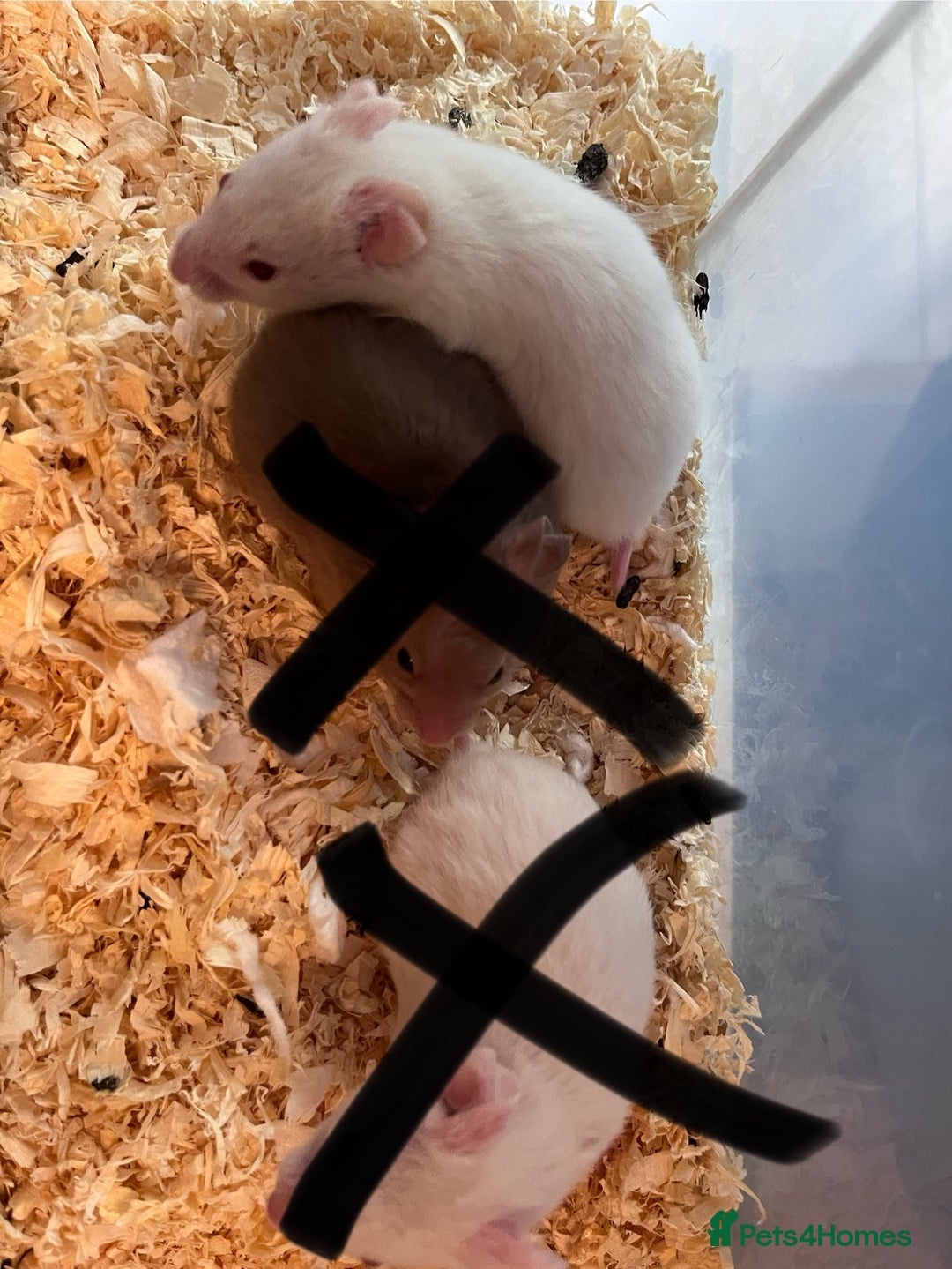 Hamster rodents for sale: baby hamsters  in Bungay - Image 4