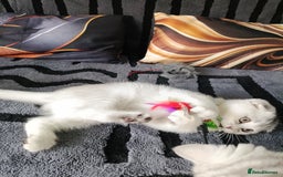 Scottish Fold cats for sale: Scottish fold kittens  - Image 15