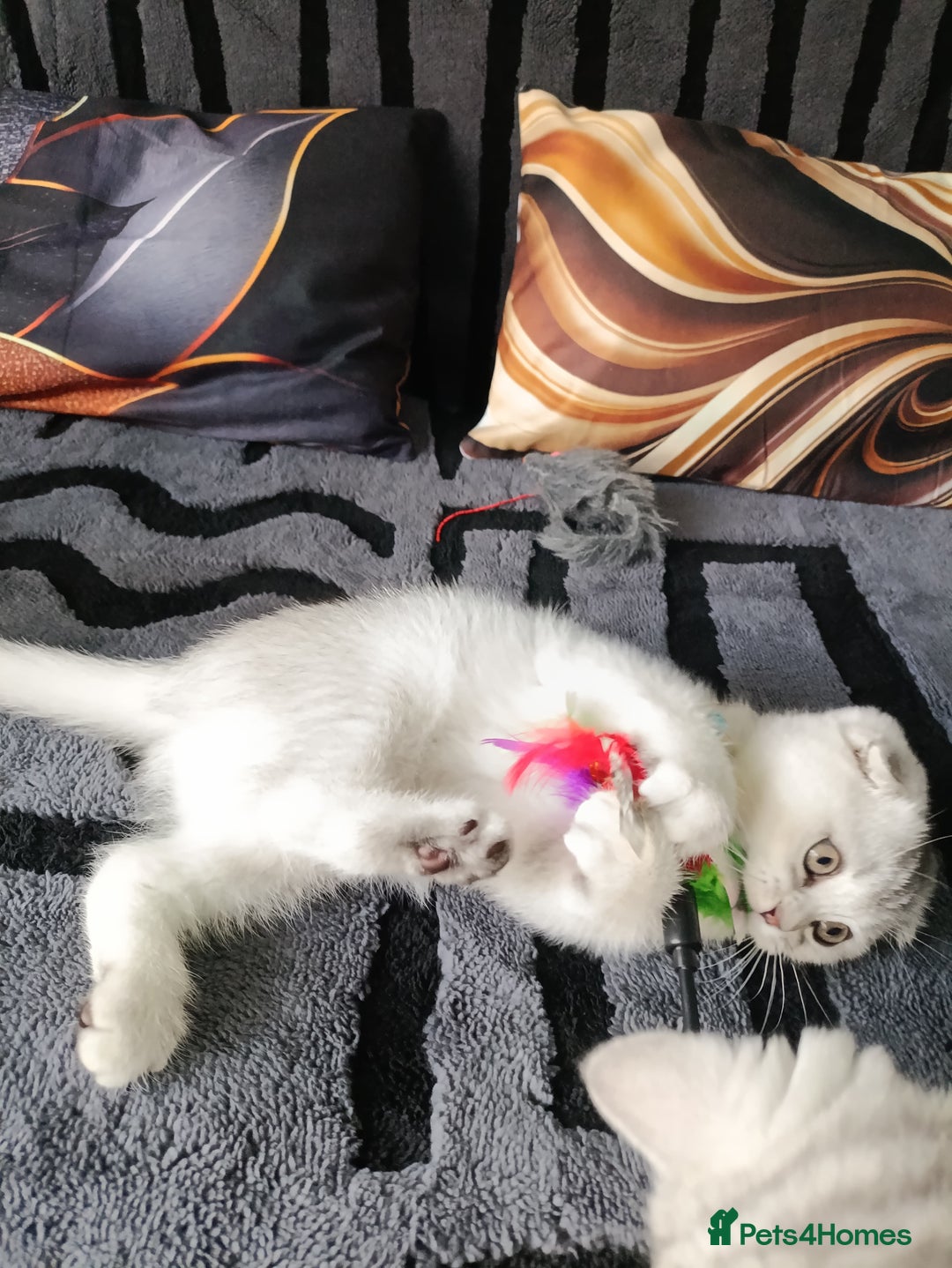 Scottish Fold cats for sale: Scottish fold kittens  - Image 15