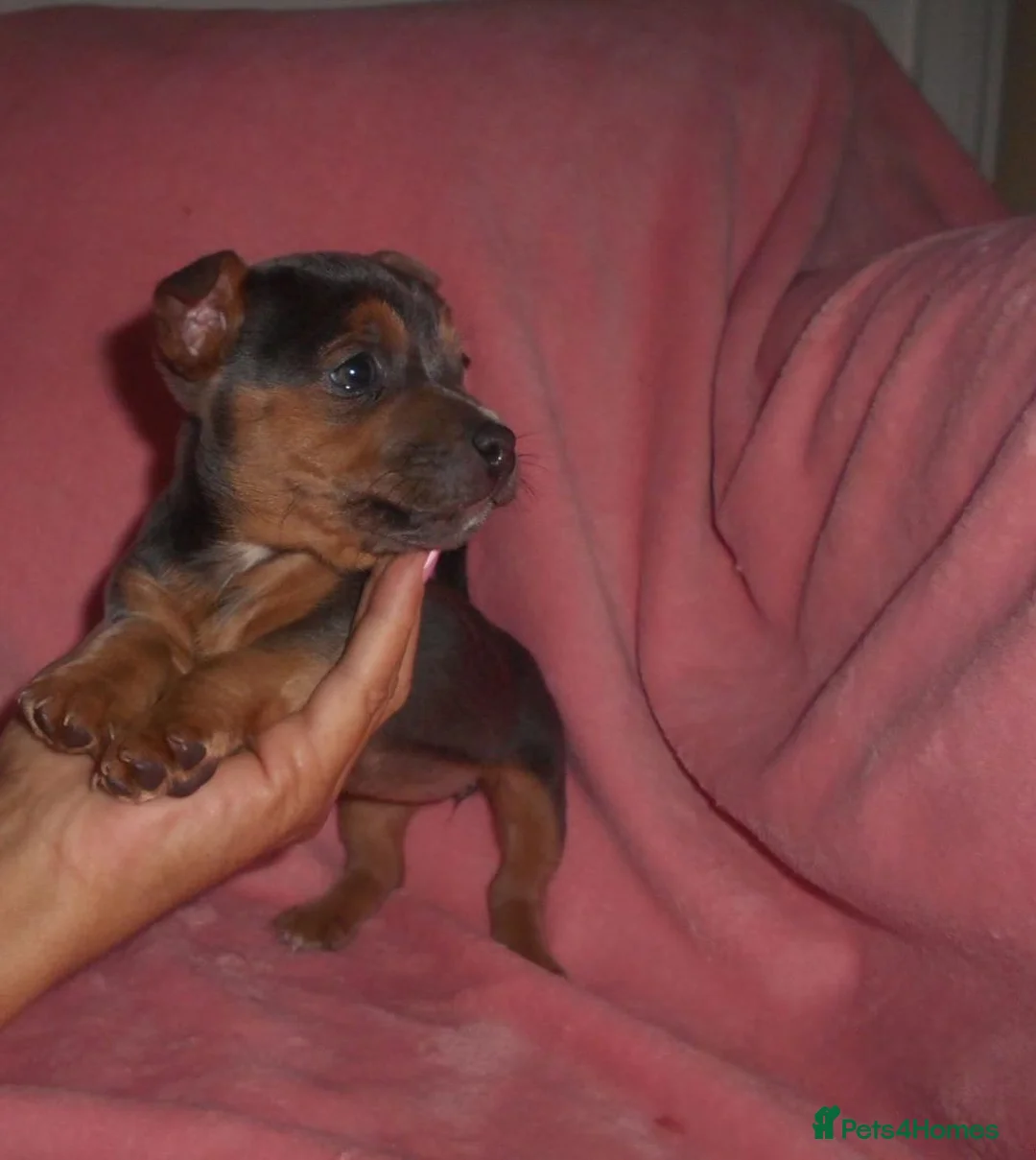 Jack Russell dogs for sale: Beautiful Jack Russell puppy’s  in Kidderminster - Advert 4